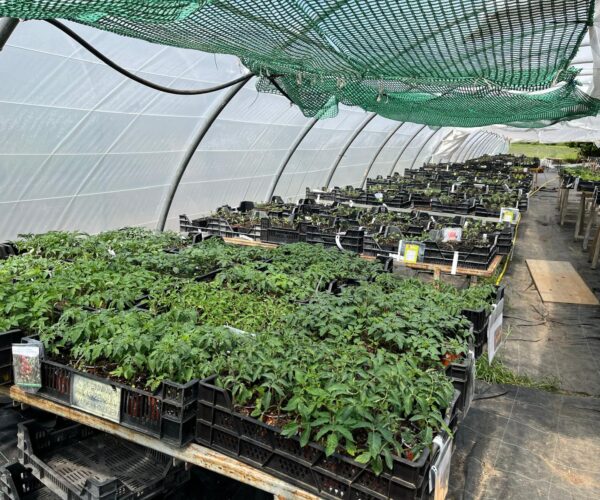 Grosser ProSpecieRara Setzlingsmarkt
